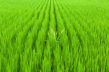 初夏に元気よく伸びた稲
