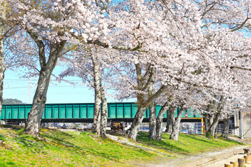 本町公園（ほんまちこうえん）の桜並木－岐阜県中津川市