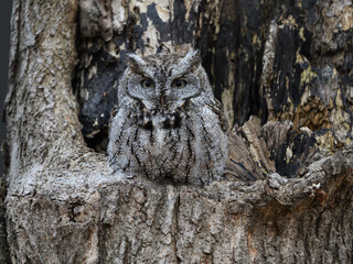 Eastern Screech Owl  Sitting in a Tree Hole in Early Spring, Portrait