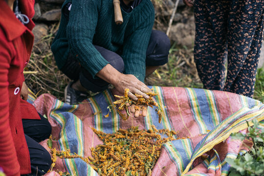 Close up peruvian farmers harvesting quinoa