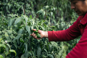 Woman picking small green peppers