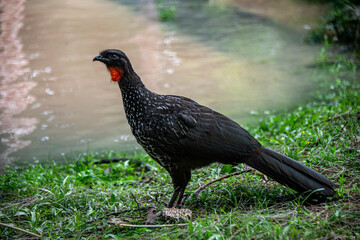 Guan de Monte next to the river in the Tigre Delta, Buenos Aires, Argentina.