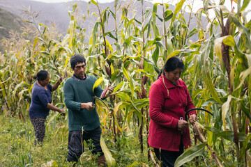 Hispanic farmers harvesting corn