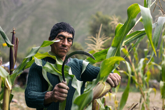 Hispanic man harvesting corn