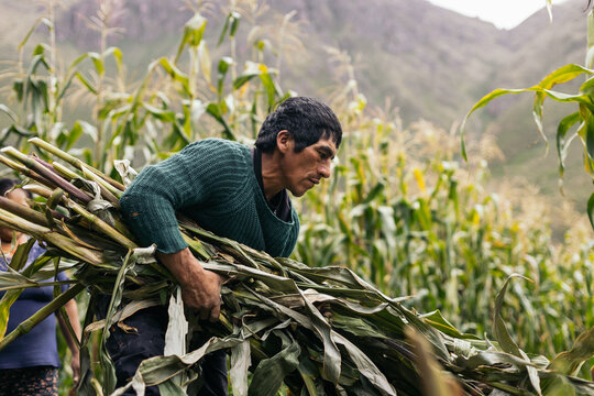 Hispanic man working in a corn field