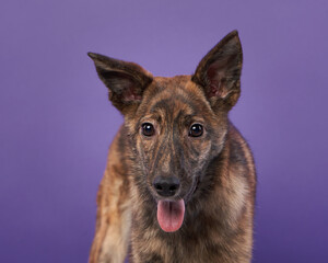 funny dog mix on a bright purple background. Happy pet in the studio