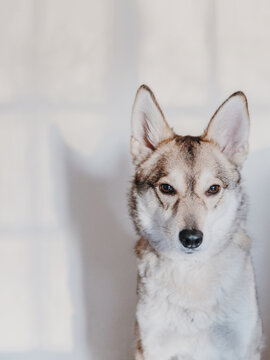 Portrait of a calm cute young Husky, against a white wall.