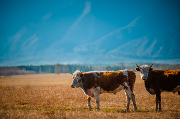 Healthy and well fed cow on pasture in the mountains, with selective focus