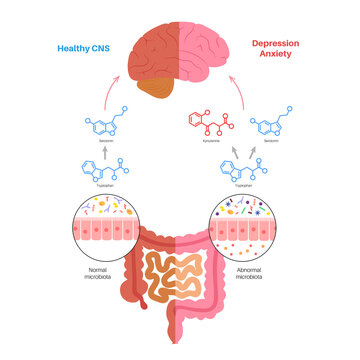 Gut brain connection