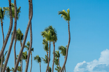 Obraz premium Playing in the Punta Cana Sun