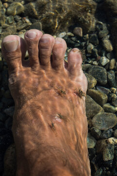 Crayfish on the foot