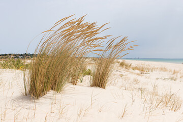 Ammophila arenaria. Sand dunes on the beach, Ria Formosa, Algarve