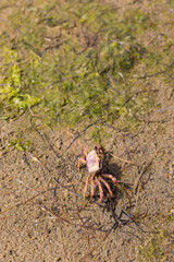 Crab on the ground, Ria Formosa Natural Park, Algarve