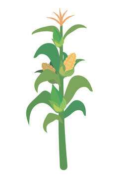 corn plant icon