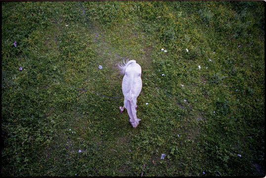 White horse