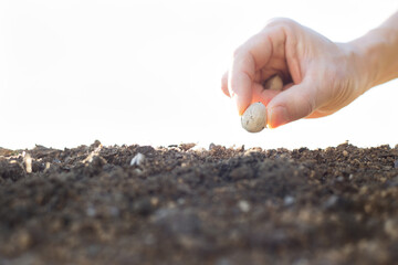 hands seeding seed in soil