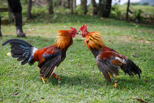 Cock-fights. Traditional gambling in the Dominican Republic.