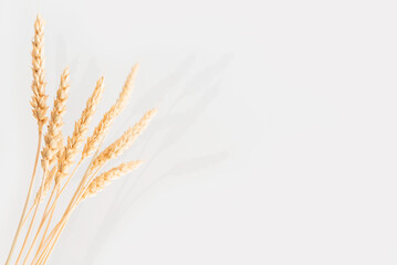 Fototapeta premium Several ears of wheat on a light background with a shadow.