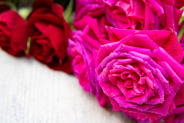 美しい真紅のバラとピンク色のバラ