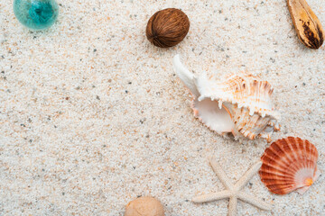 白い砂浜の貝殻と木の実