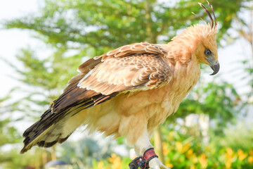 Close up of an mountain Hawk