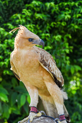 Close up of an mountain Hawk