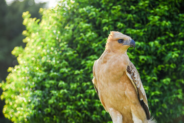 Close up of an mountain Hawk