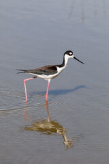 A stilt bird with long pink legs walks in shallow water foraging for food in the Bailey Tract of Ding Darling National Wildlife Refuge on Sanibel Island, Florida.