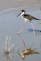 A stilt bird with long pink legs walks in shallow water foraging for food in the Bailey Tract of Ding Darling National Wildlife Refuge on Sanibel Island, Florida.