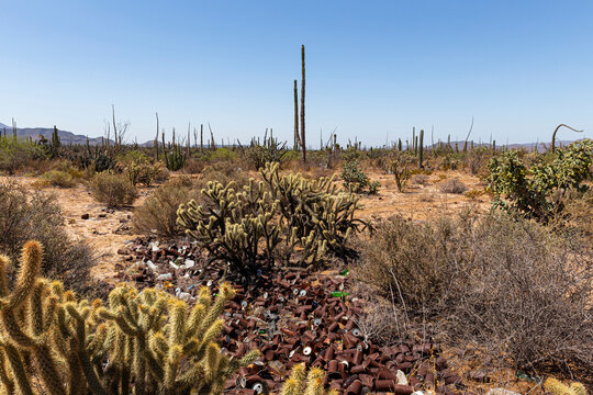 Desert landscape with rusty cans dumped in the desert