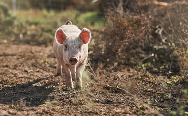 Lifes easy for a little piggy like me. Shot of a pig roaming around on a farm.