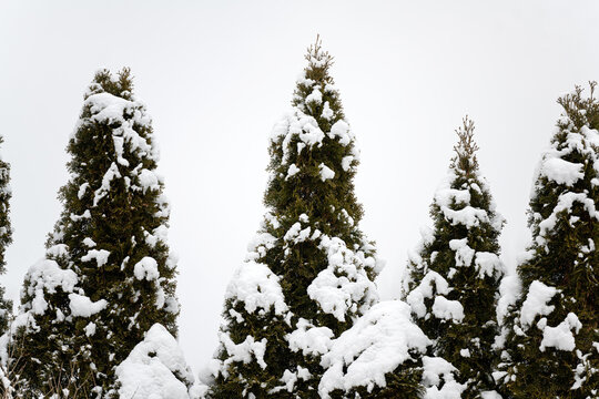 Tall trees in the snow