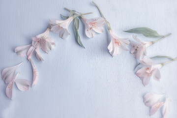 Delicate floral background of white petals. Spring gentle background.
