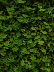 Fototapeta na wymiar Creeping inchplant, Bolivian Jew or turtle vine (Callisia repens) plants in the garden, green background