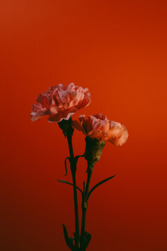 Couple of carnation pink