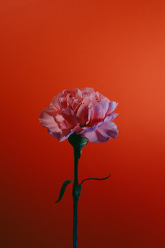 Carnation pink