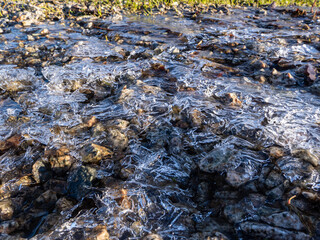 gravel ground by the grasses in the park covered with a thin layer of ice on a cold winter morning