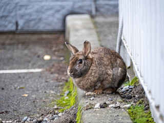 close up of a cute brown rabbit resting near a metal container in the park