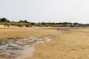 Woman picking clams in the Ria Formosa lagoon, Cacela Velha, Algarve
