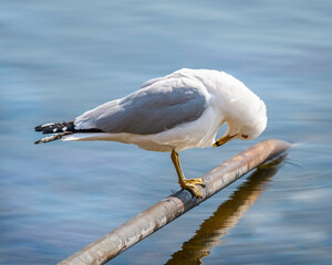 Seagull perching on metal pipe on the water