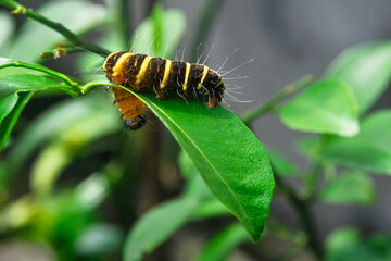 yellow-brown caterpillar on a green leaf