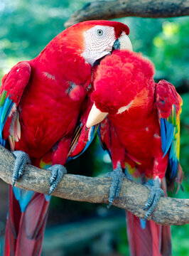Parrots preening