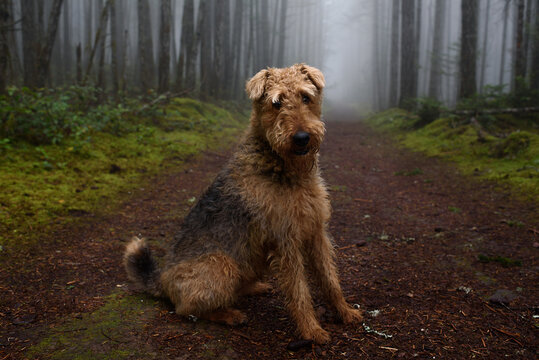 Airedale Terrier