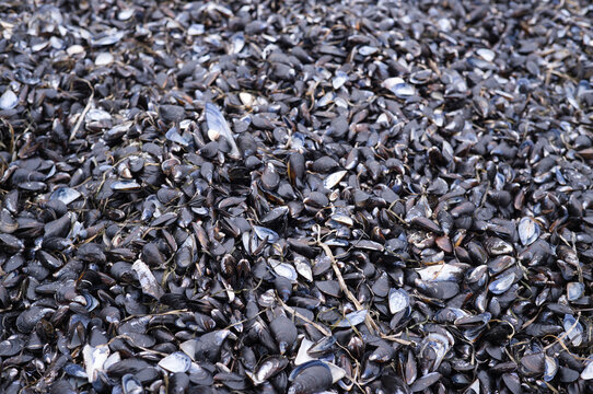 Natural mussel shells on beach