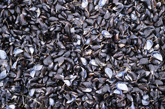 Mussel shells washed up on beach