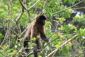 Capuchin monkey (Sapajus) Sitting on a Trunk Tree
