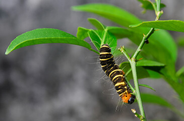 a yellow-brown and hairy caterpillar crawling on the branch of an orange tree