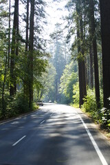 Fototapeta premium road in the forest