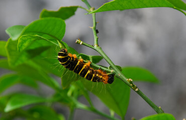 
a yellow-brown and hairy caterpillar crawling on the branch of an orange tree