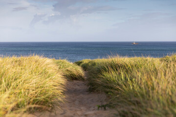 Cape Cod Beach Dune golden grass  Landscape 